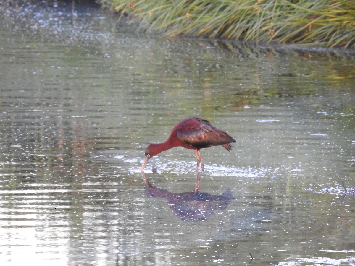 Glossy Ibis - ML563975571