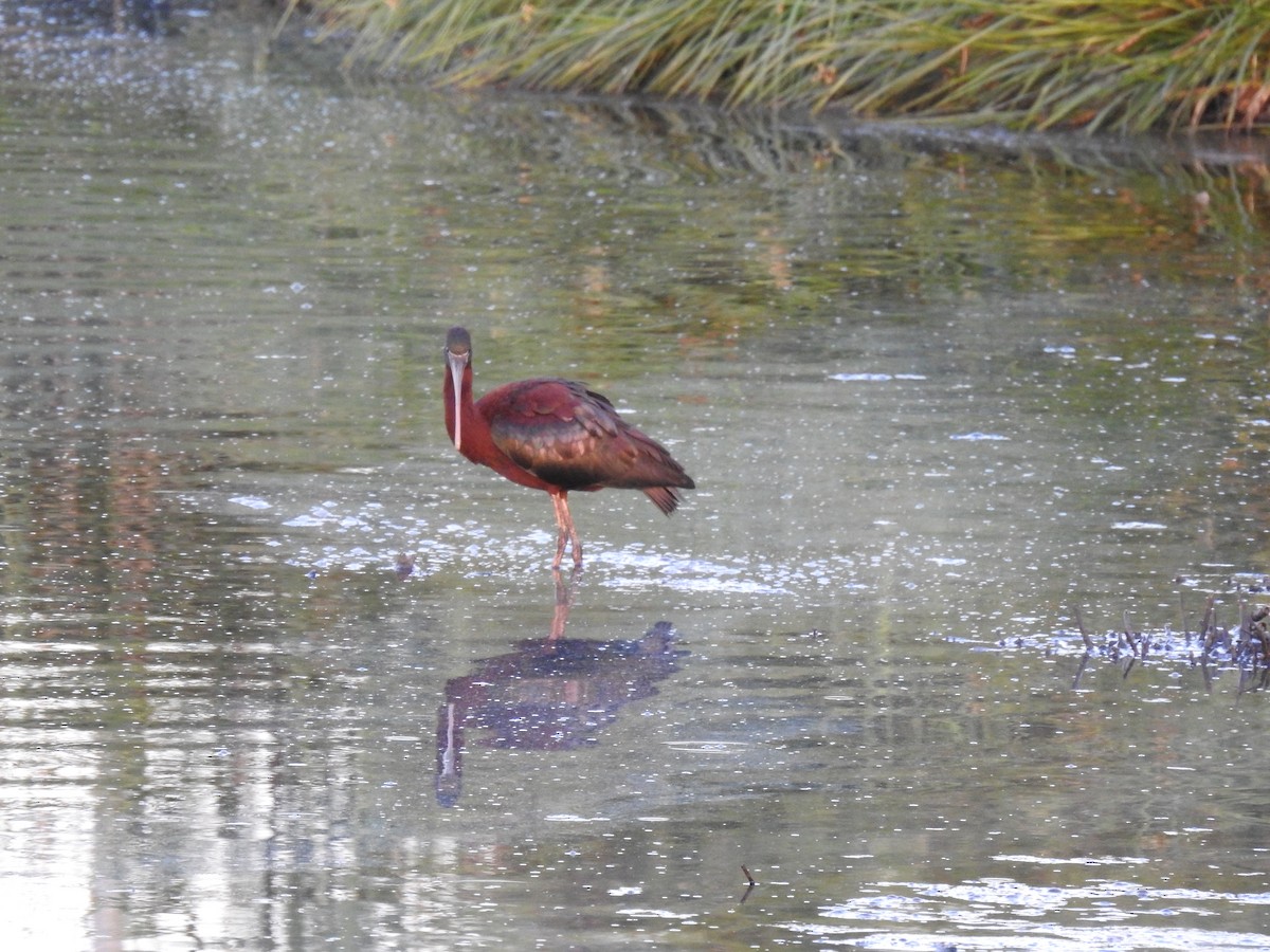 Glossy Ibis - ML563975581