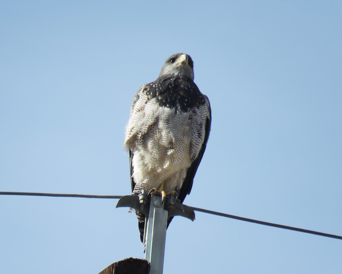 Black-chested Buzzard-Eagle - ML563975831