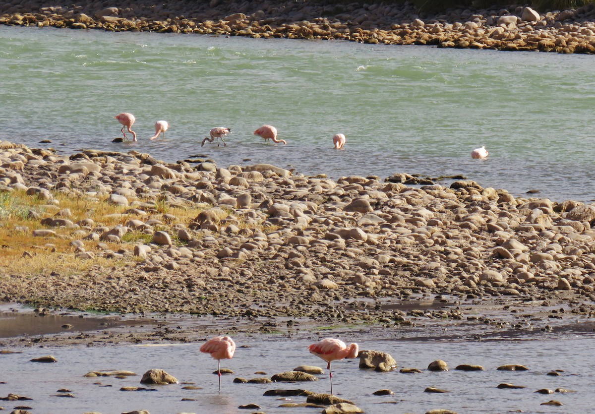 Chilean Flamingo - ML563976011