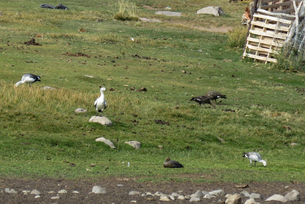 Upland Goose - ML563976031