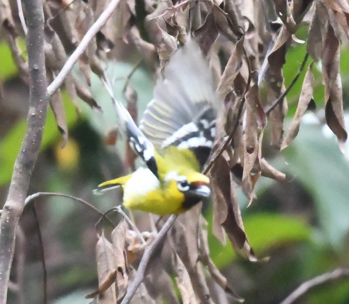 Clicking Shrike-Babbler (Clicking) - ML563976091