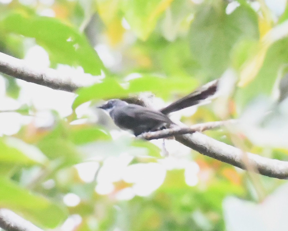 White-throated Fantail - ML563976201