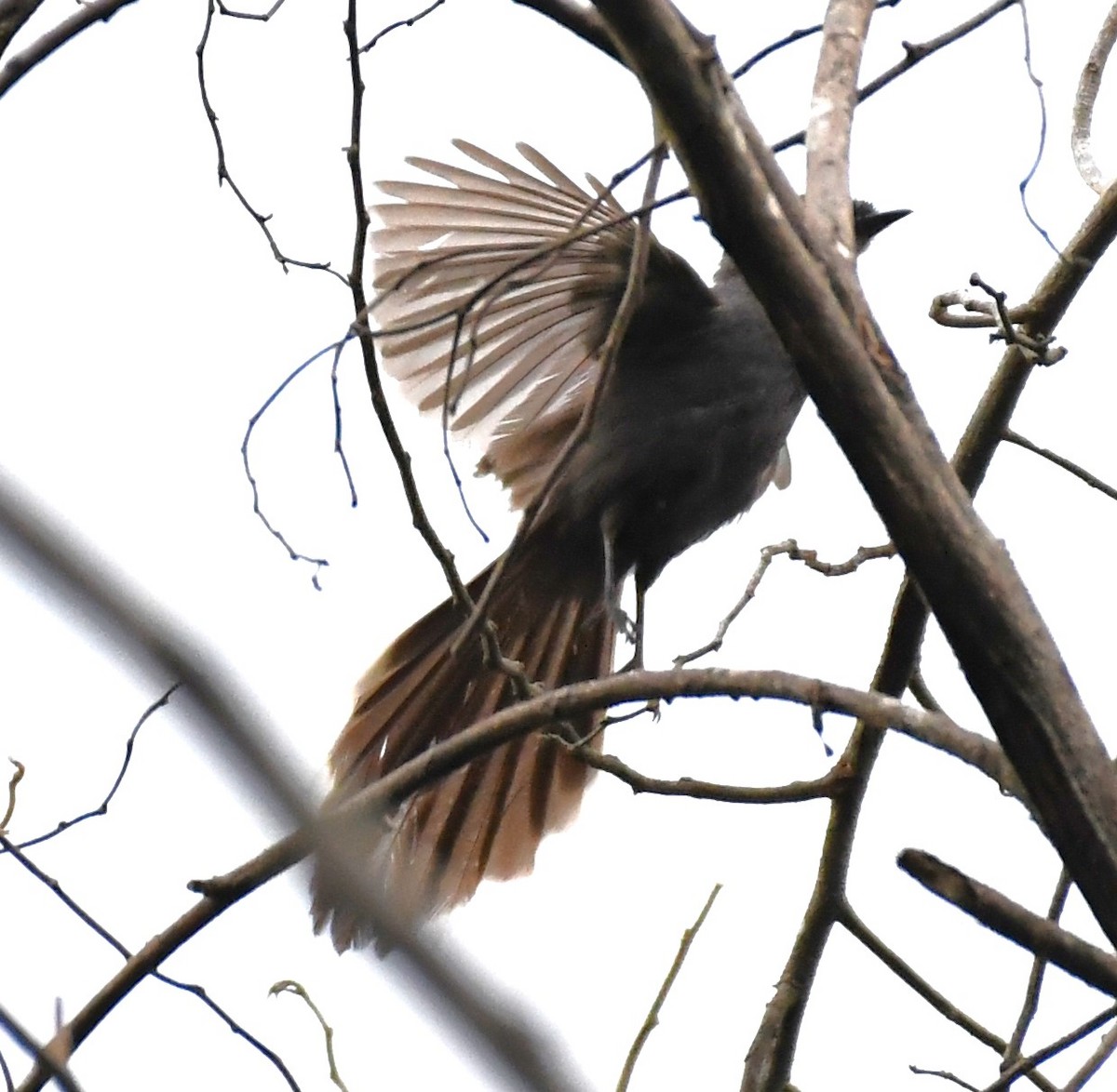 White-throated Fantail - ML563976221