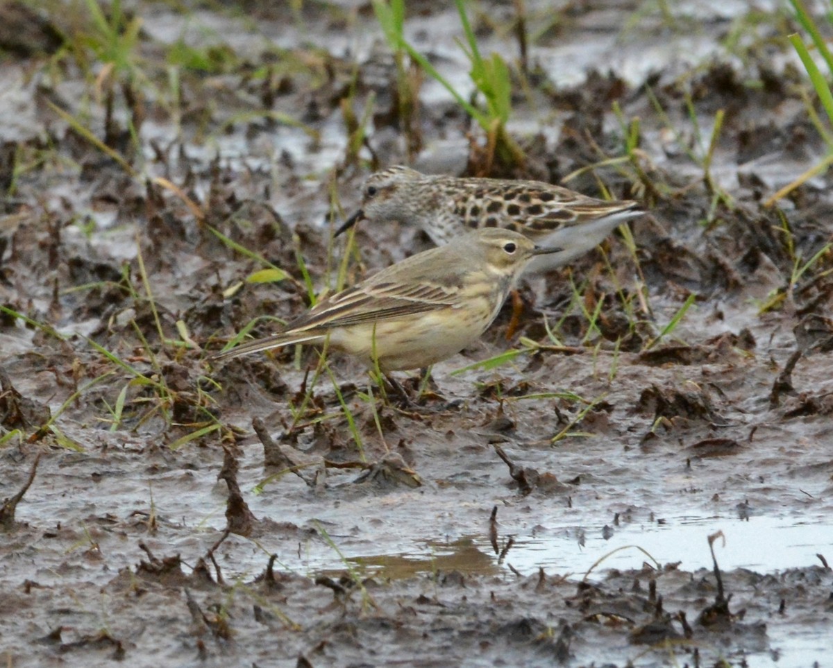 American Pipit - ML56397701