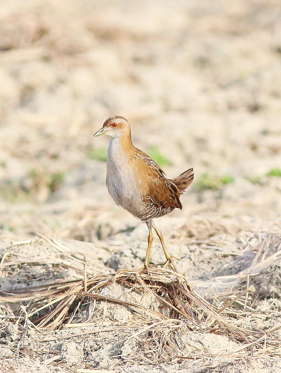 Baillon's Crake - ML56397811