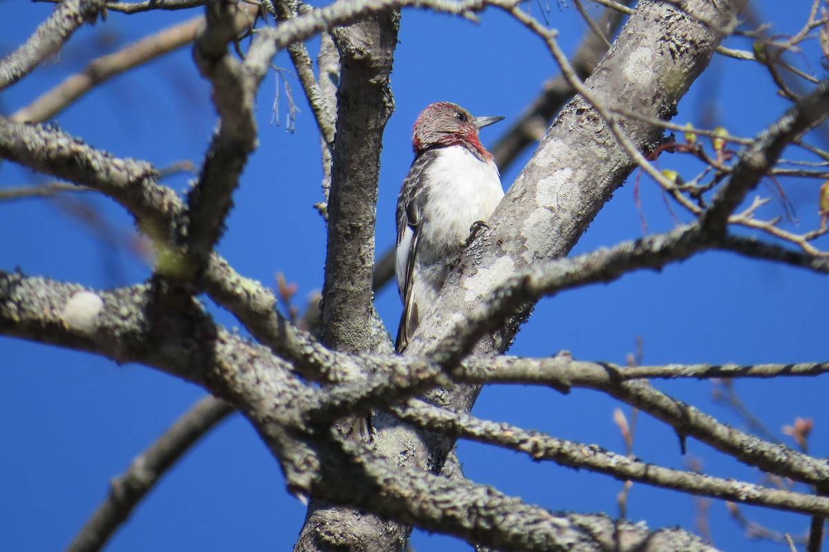 Red-headed Woodpecker - ML563978331
