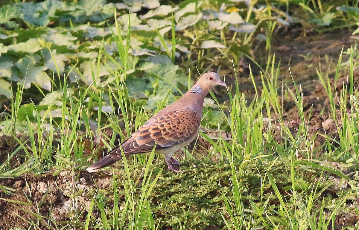 Oriental Turtle-Dove - ML56397861