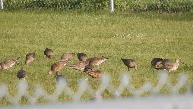 Hudsonian Godwit - ML563978801