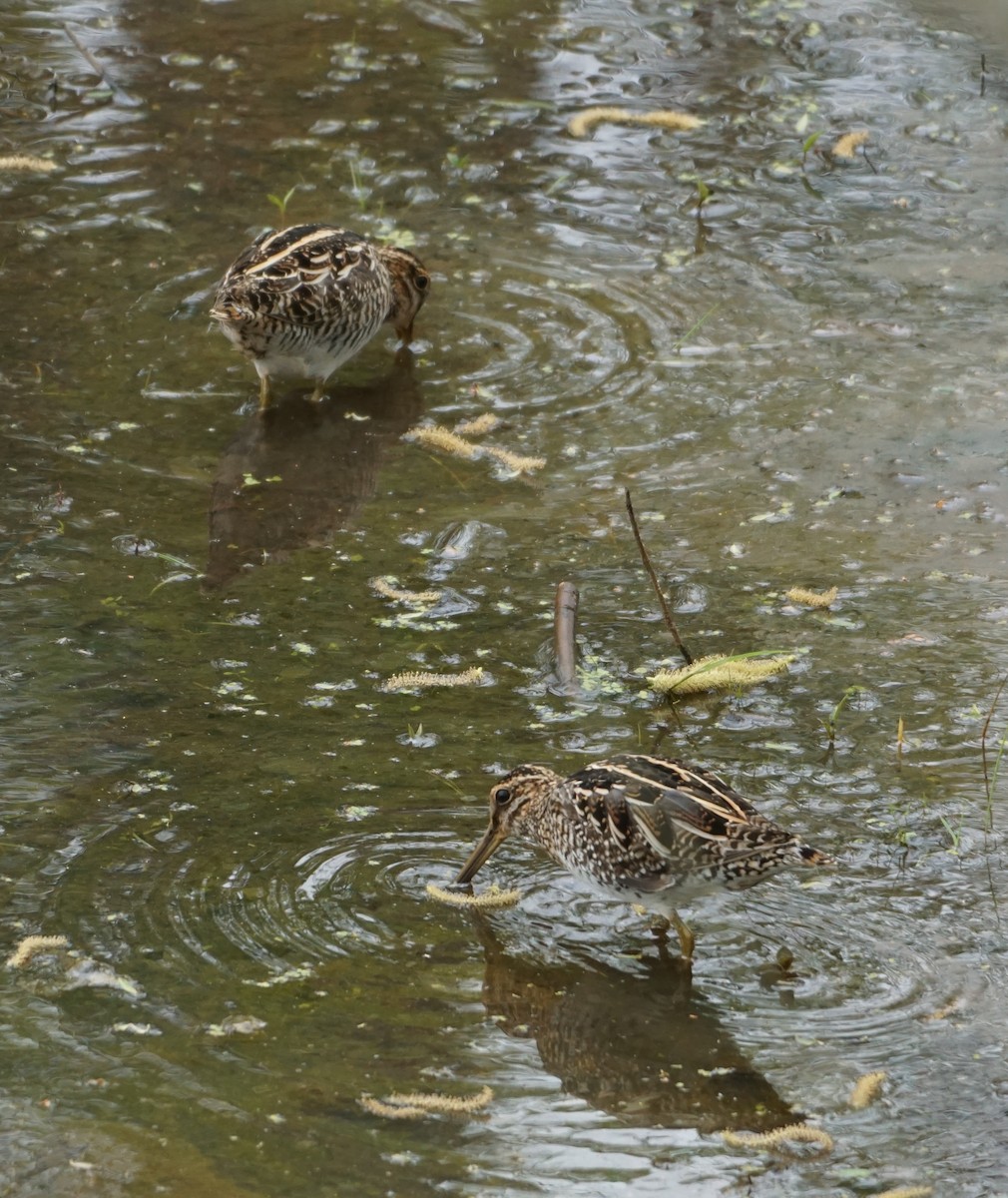 Wilson's Snipe - ML563980101