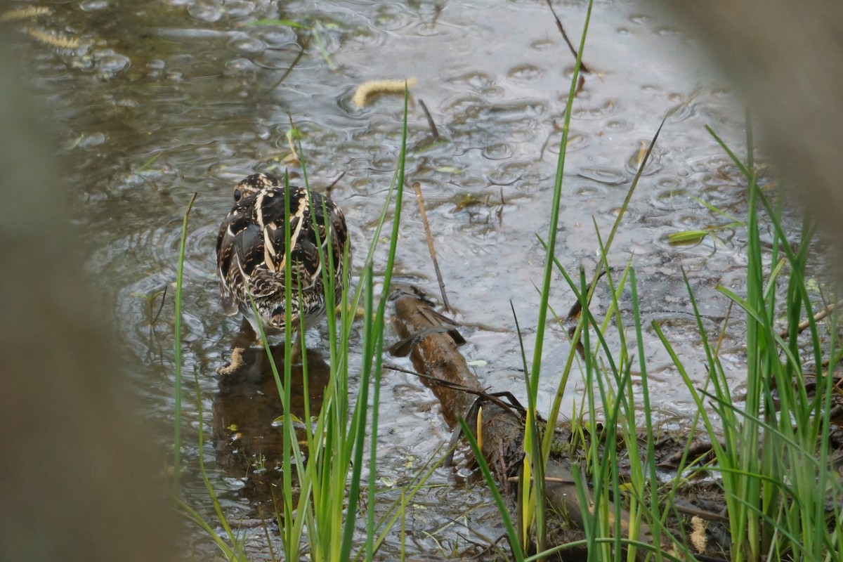 Wilson's Snipe - ML563980121