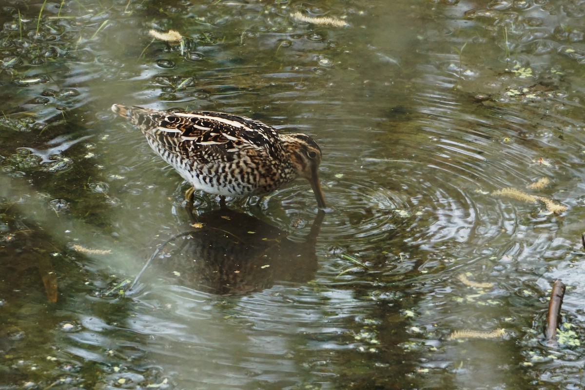 Wilson's Snipe - ML563980131