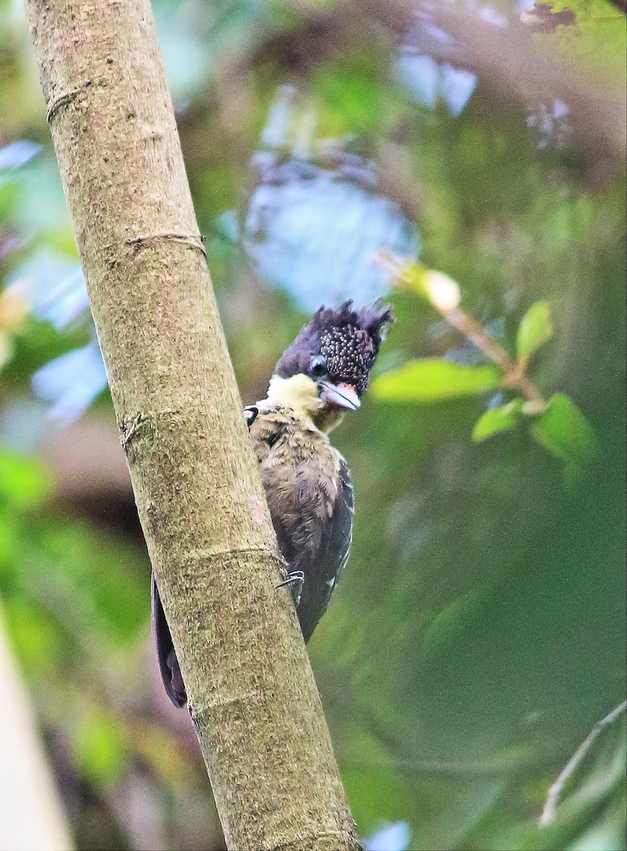 Heart-spotted Woodpecker - ML56398021
