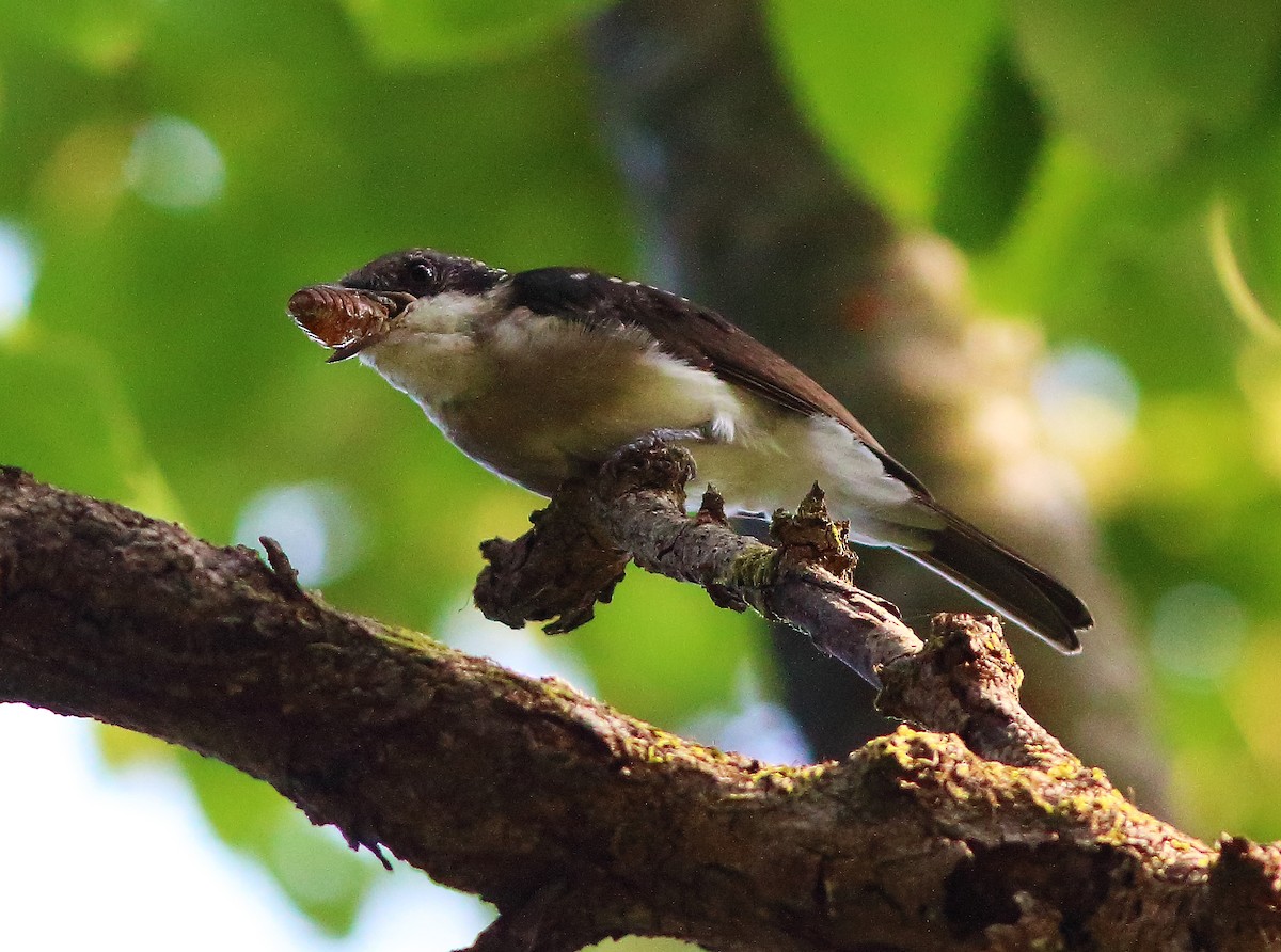 Malabar Woodshrike - ML56398081