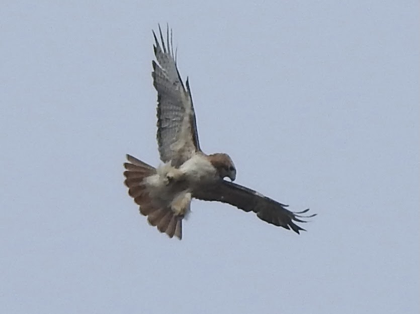 Poiana codarossa - ML563981191