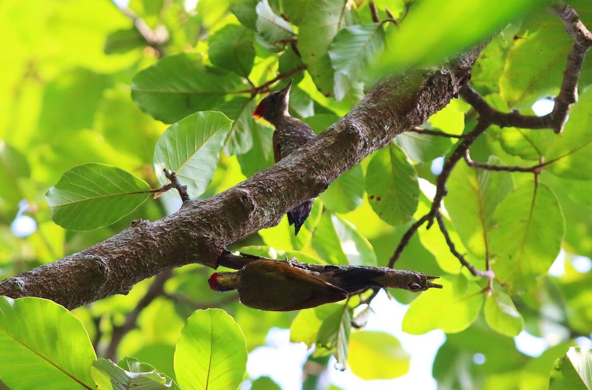 Lesser Yellownape - ML56398281