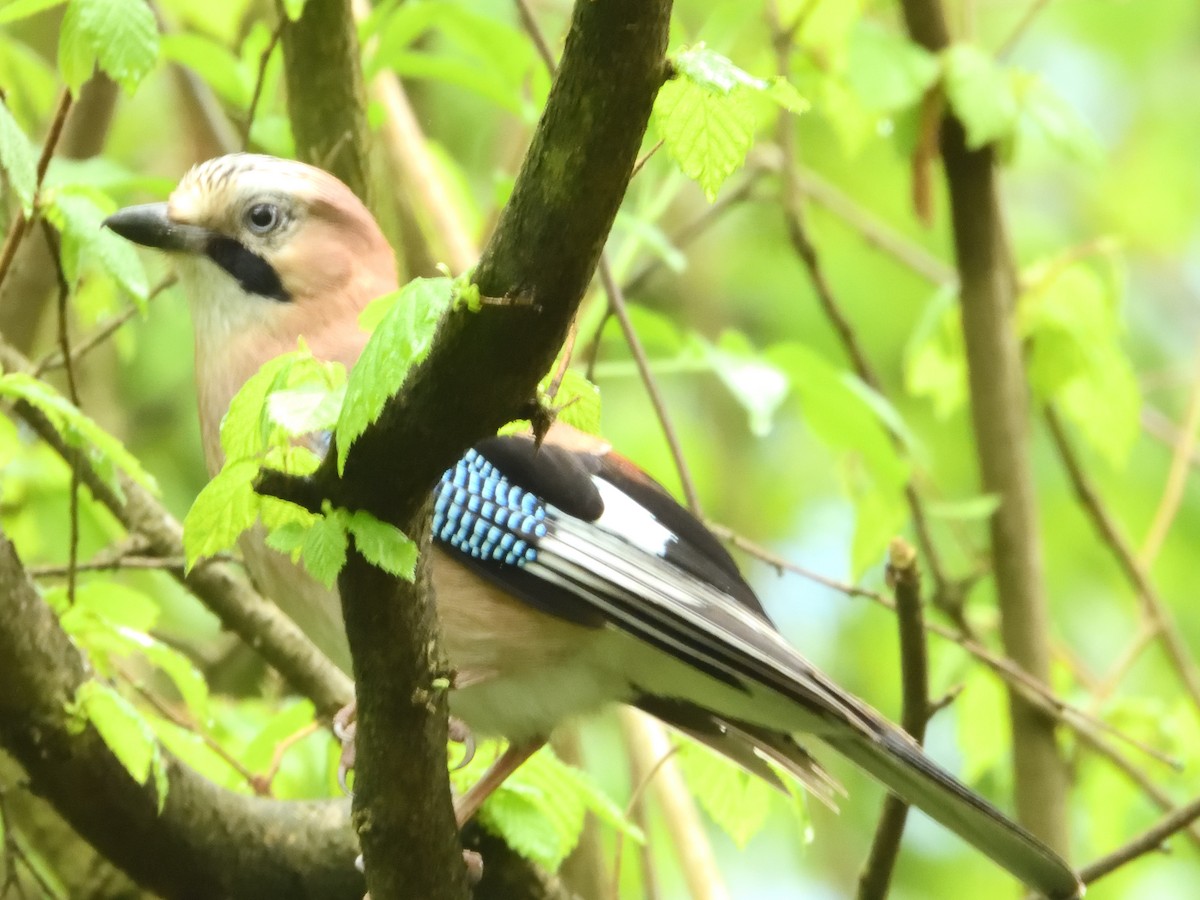 Eurasian Jay - ML563982881