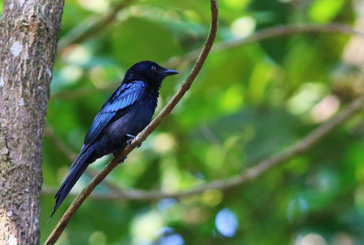Bronzed Drongo - ML56398291