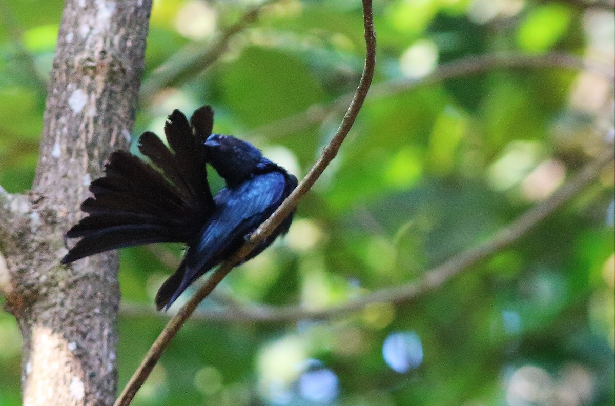 Bronzed Drongo - ML56398301