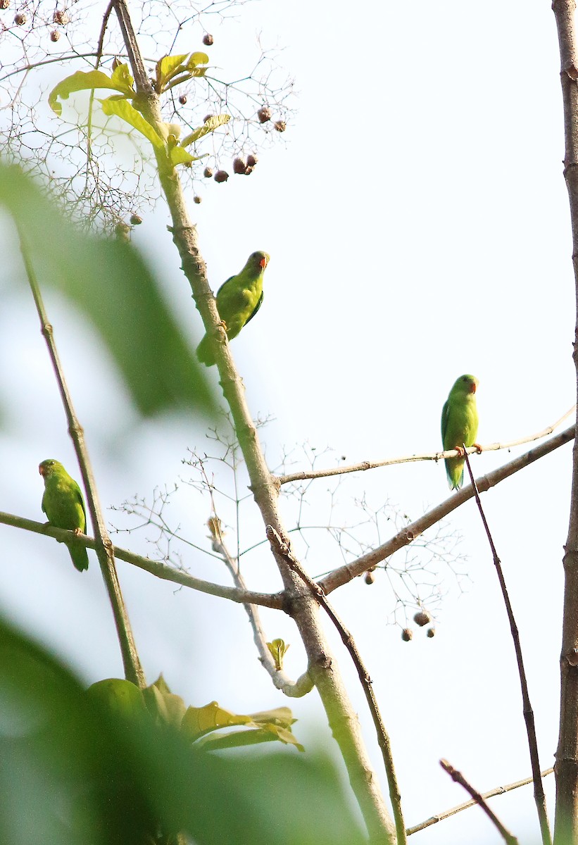 Vernal Hanging-Parrot - ML56398311