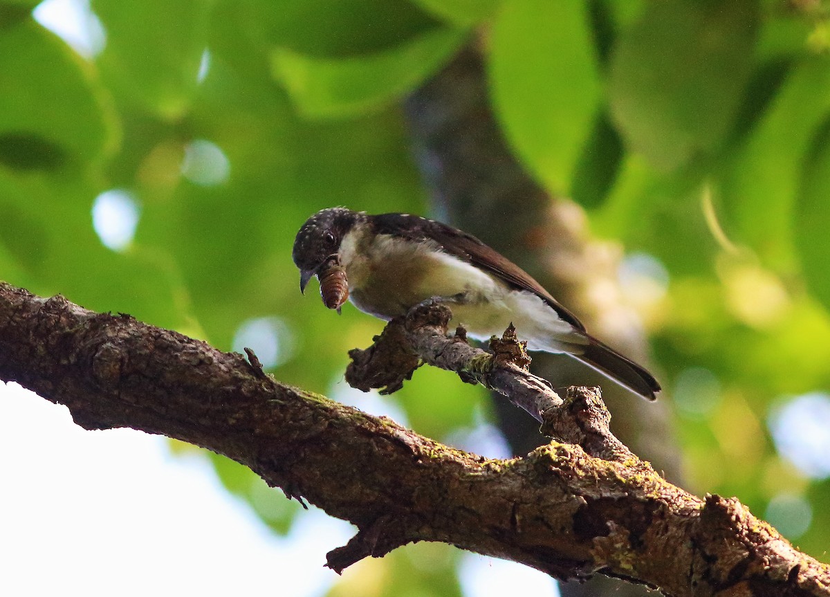Malabar Woodshrike - ML56398351