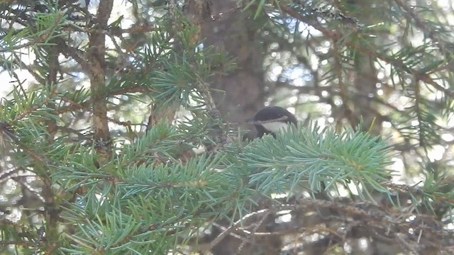 Chestnut-backed Chickadee - ML563983691