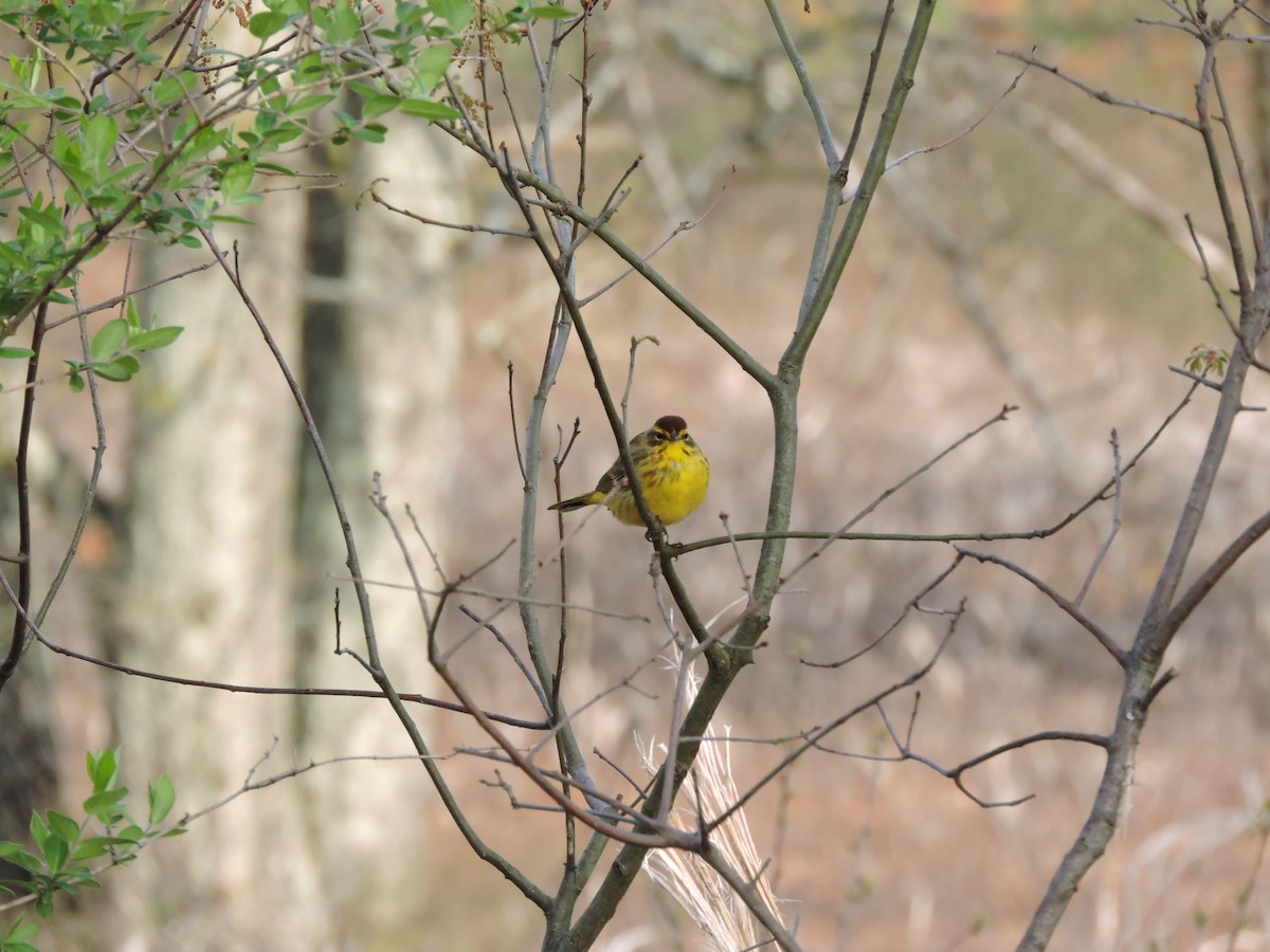 Palm Warbler (Yellow) - ML563985781