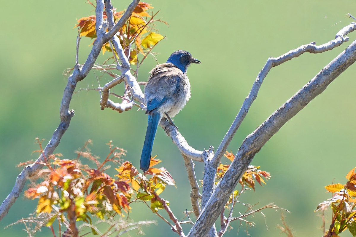 California Scrub-Jay - ML563987341