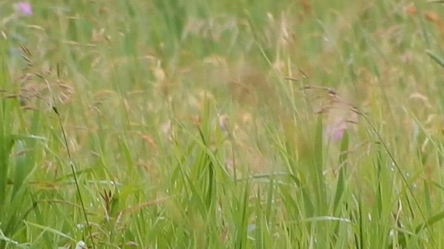 LeConte's Sparrow - ML563987581