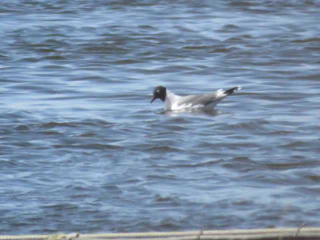 Franklin's Gull - ML563987791