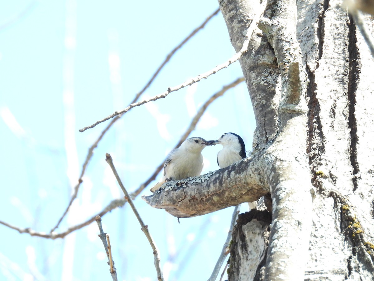 White-breasted Nuthatch - ML563987941