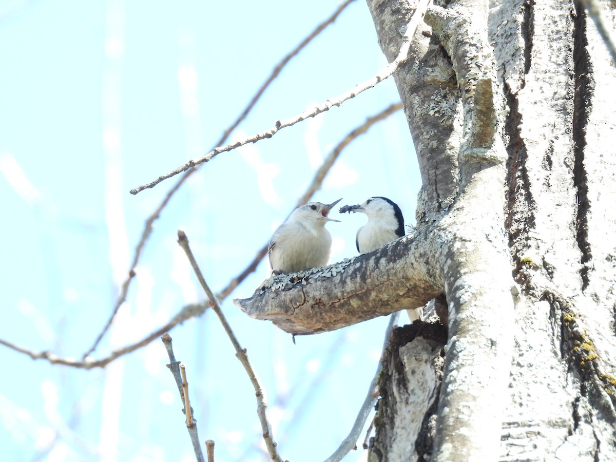 White-breasted Nuthatch - ML563987951
