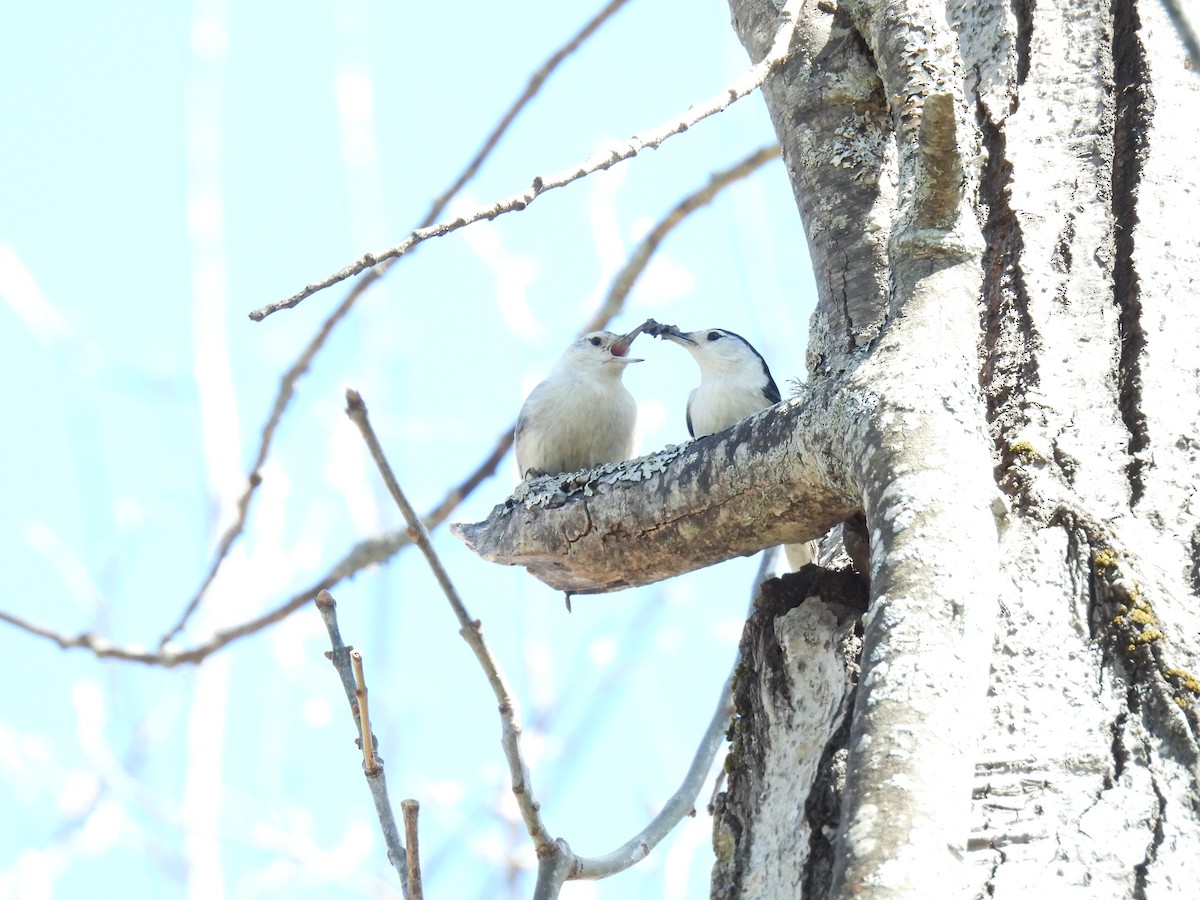 White-breasted Nuthatch - ML563987961