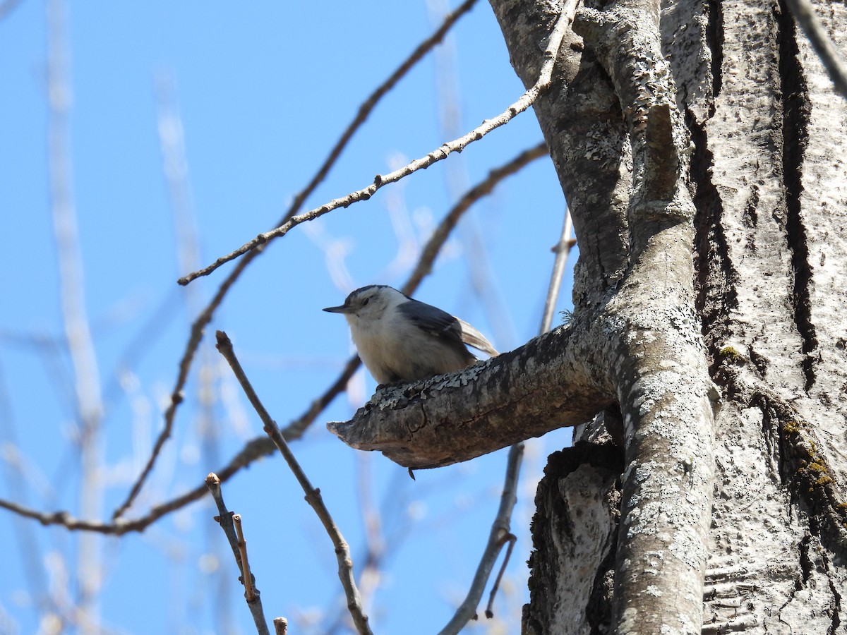White-breasted Nuthatch - ML563987971