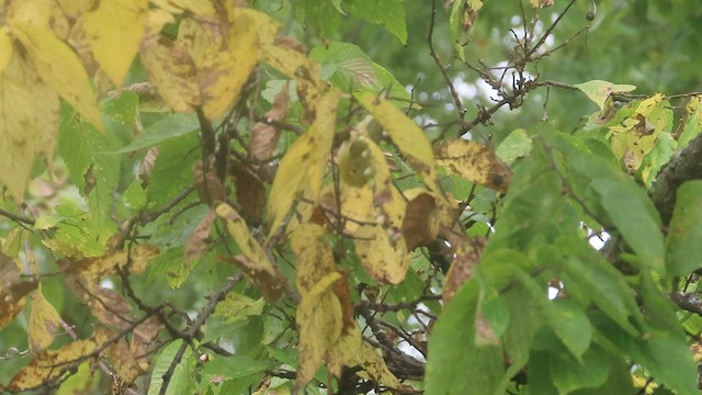 Tennessee Warbler - ML563988071