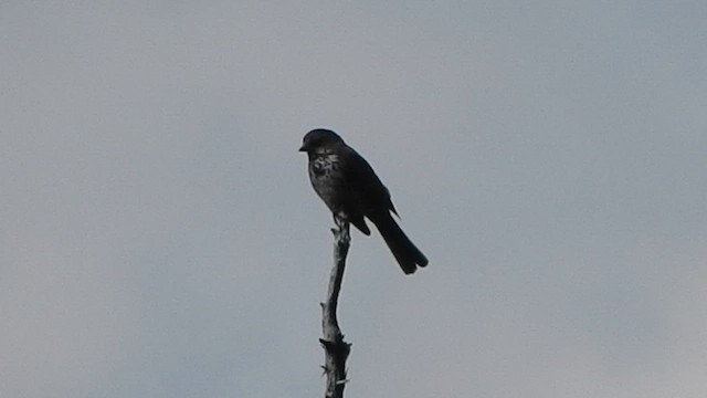 Fox Sparrow (Slate-colored) - ML563988091