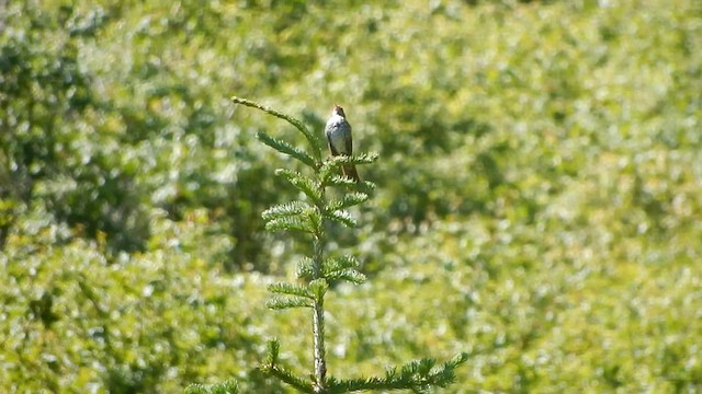 ゴマフスズメ（schistacea グループ） - ML563988951