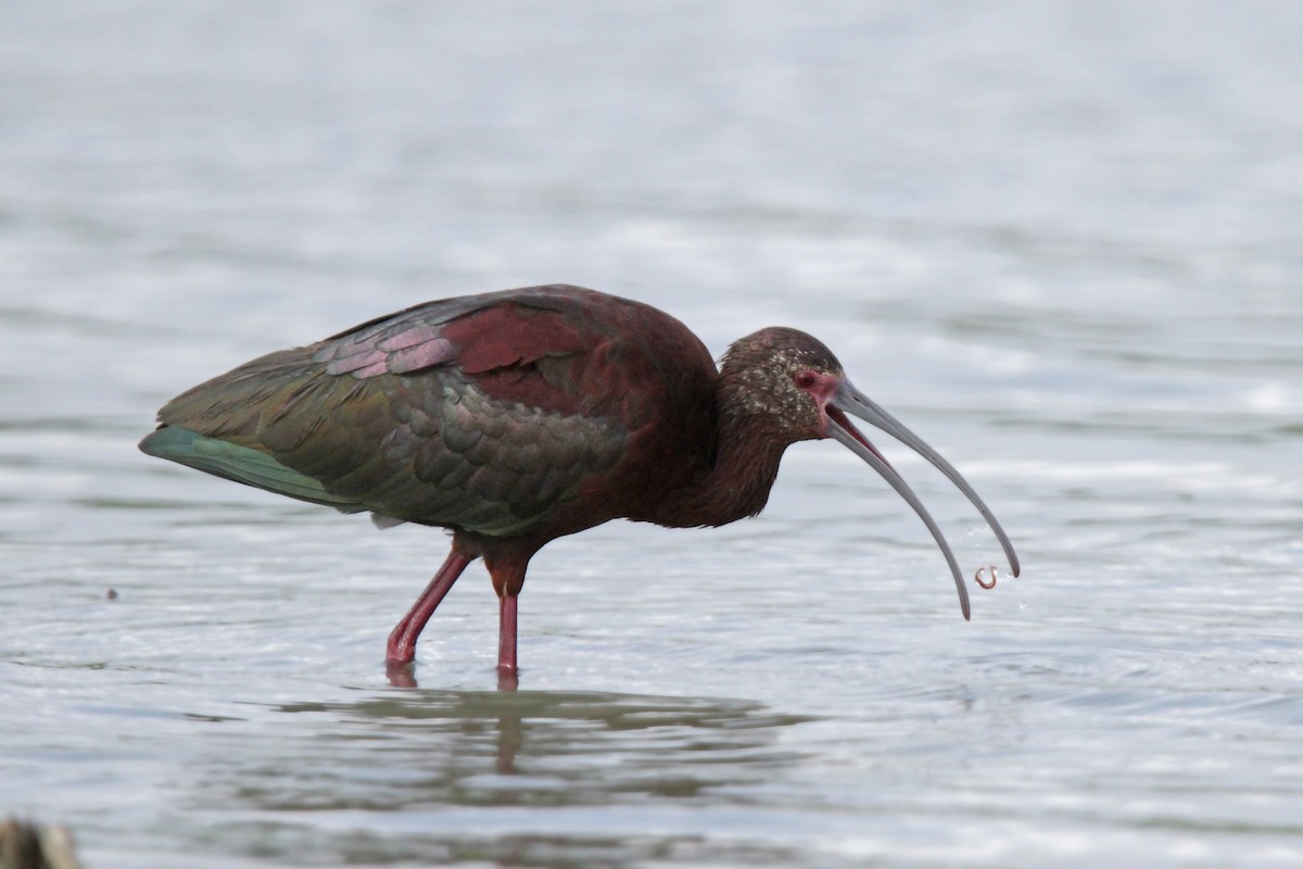 White-faced Ibis - ML56398971