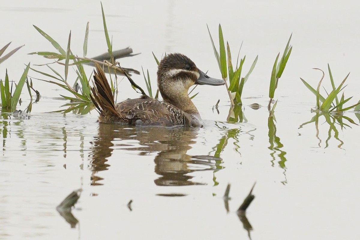 Lake Duck - ML563989771