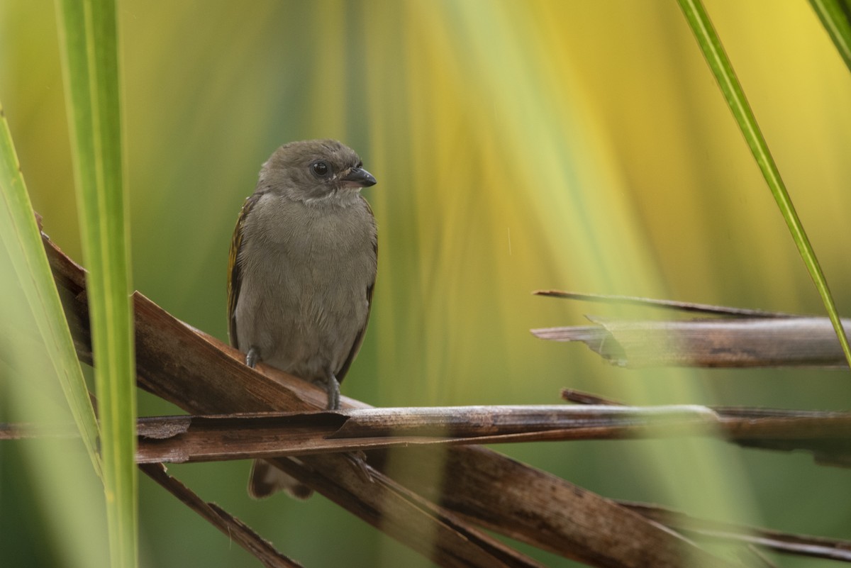 Lesser Honeyguide (Thick-billed) - ML563989861