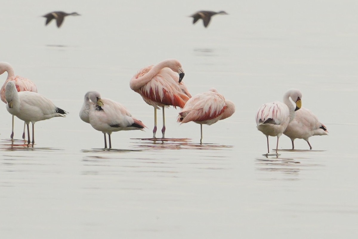 Jamesflamingo - ML563989961