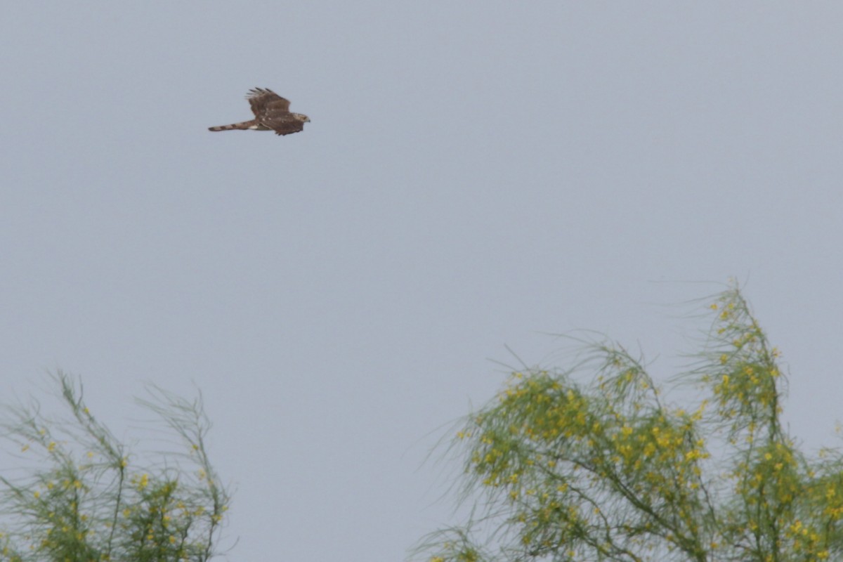 Cooper's Hawk - ML56399001