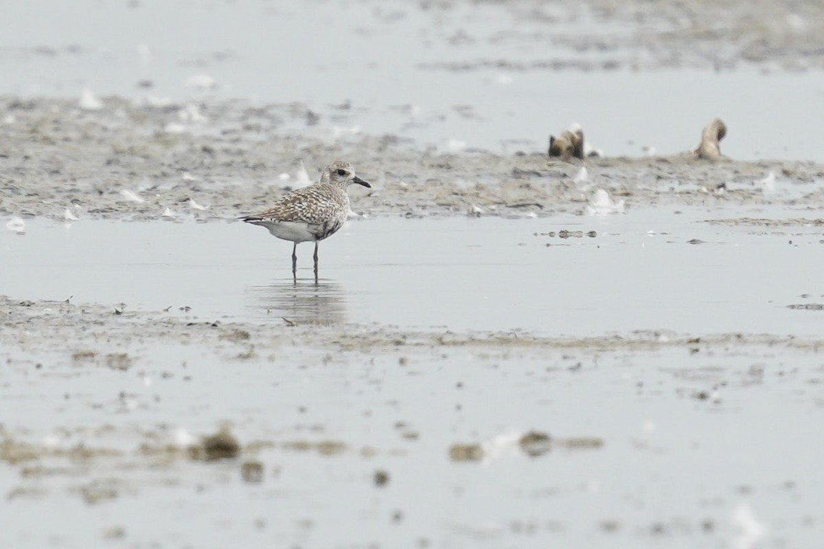 American Golden-Plover - ML563990011