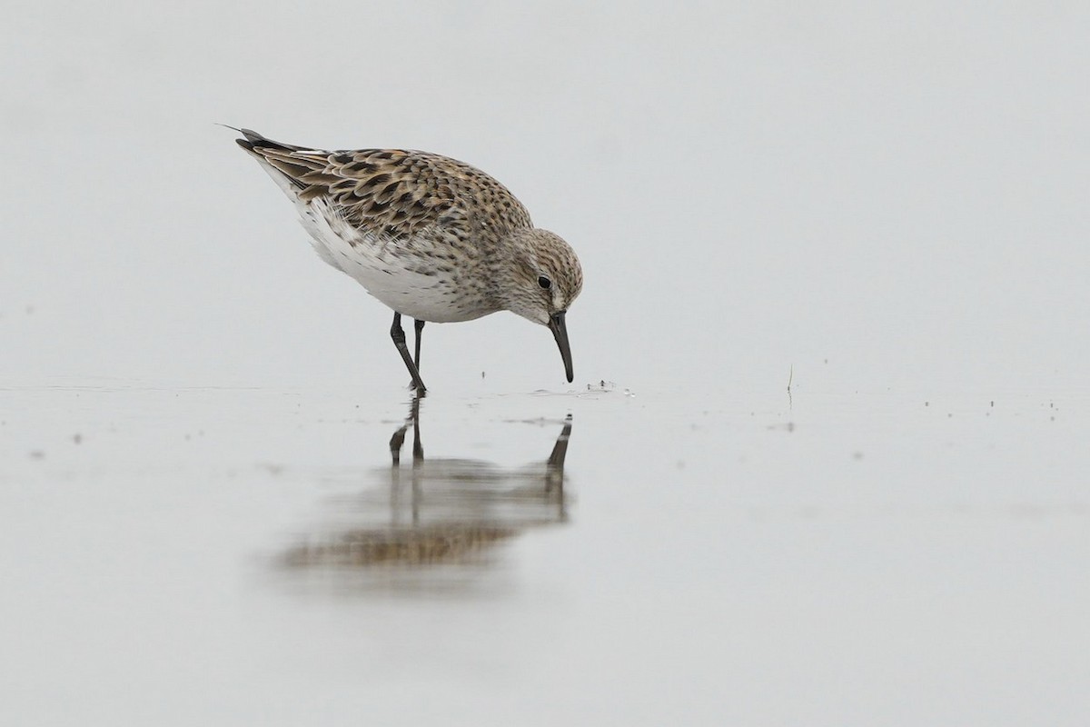 Weißbürzel-Strandläufer - ML563990141