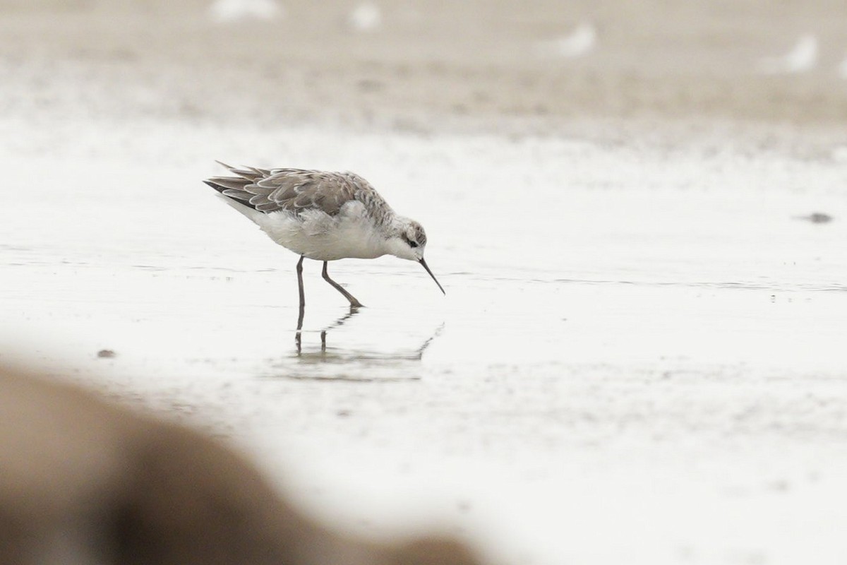 Wilson's Phalarope - ML563990241