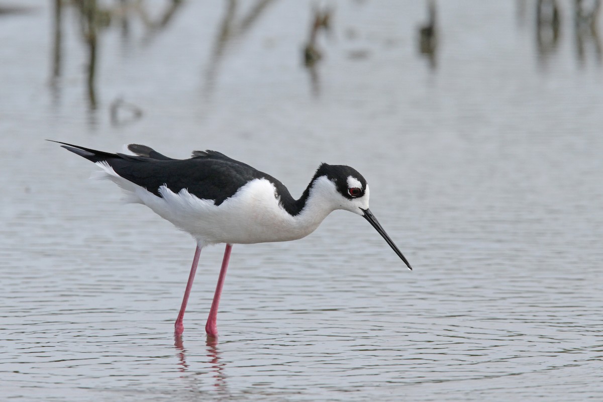 Cigüeñuela Cuellinegra - ML56399031