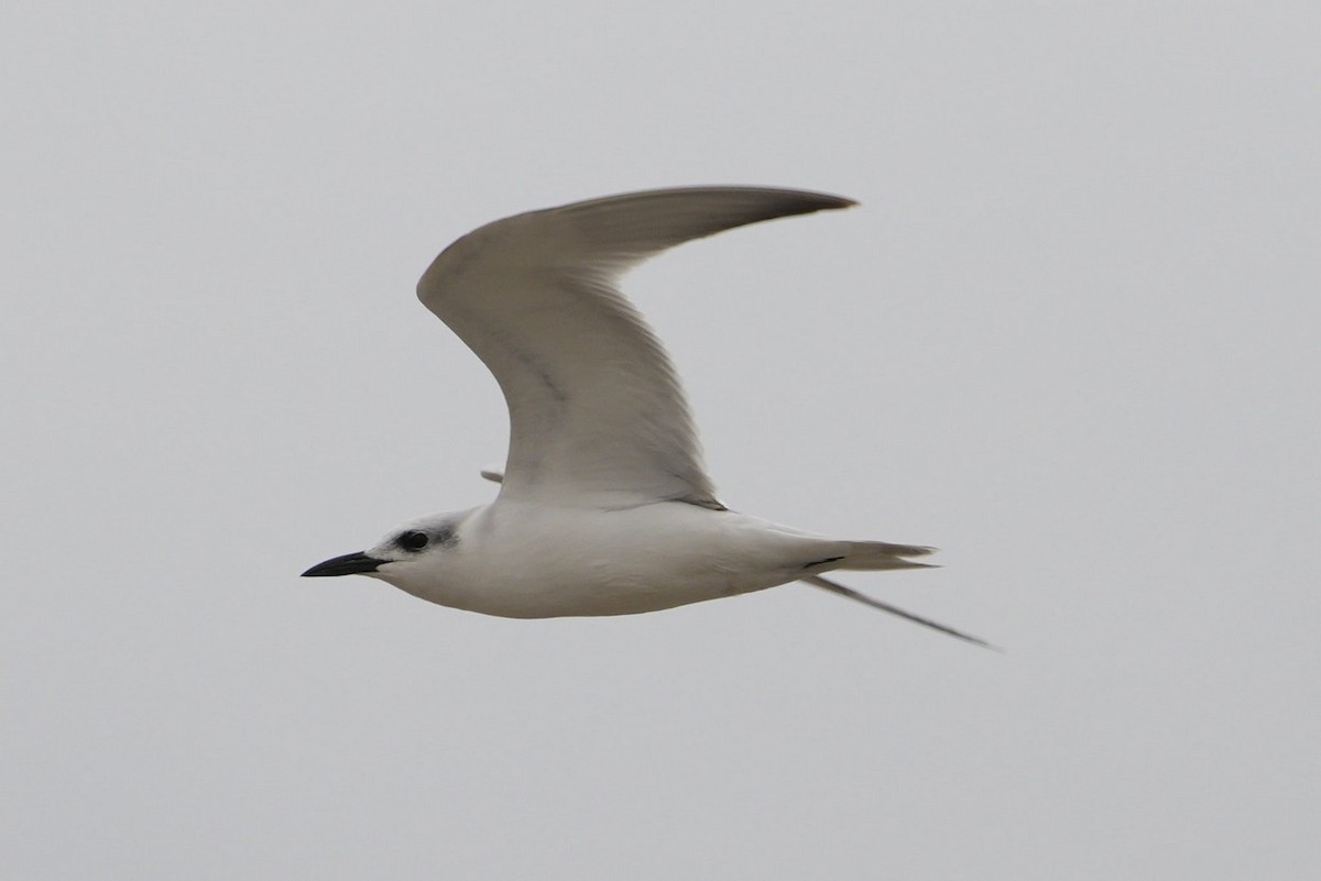 Gull-billed Tern - ML563990431