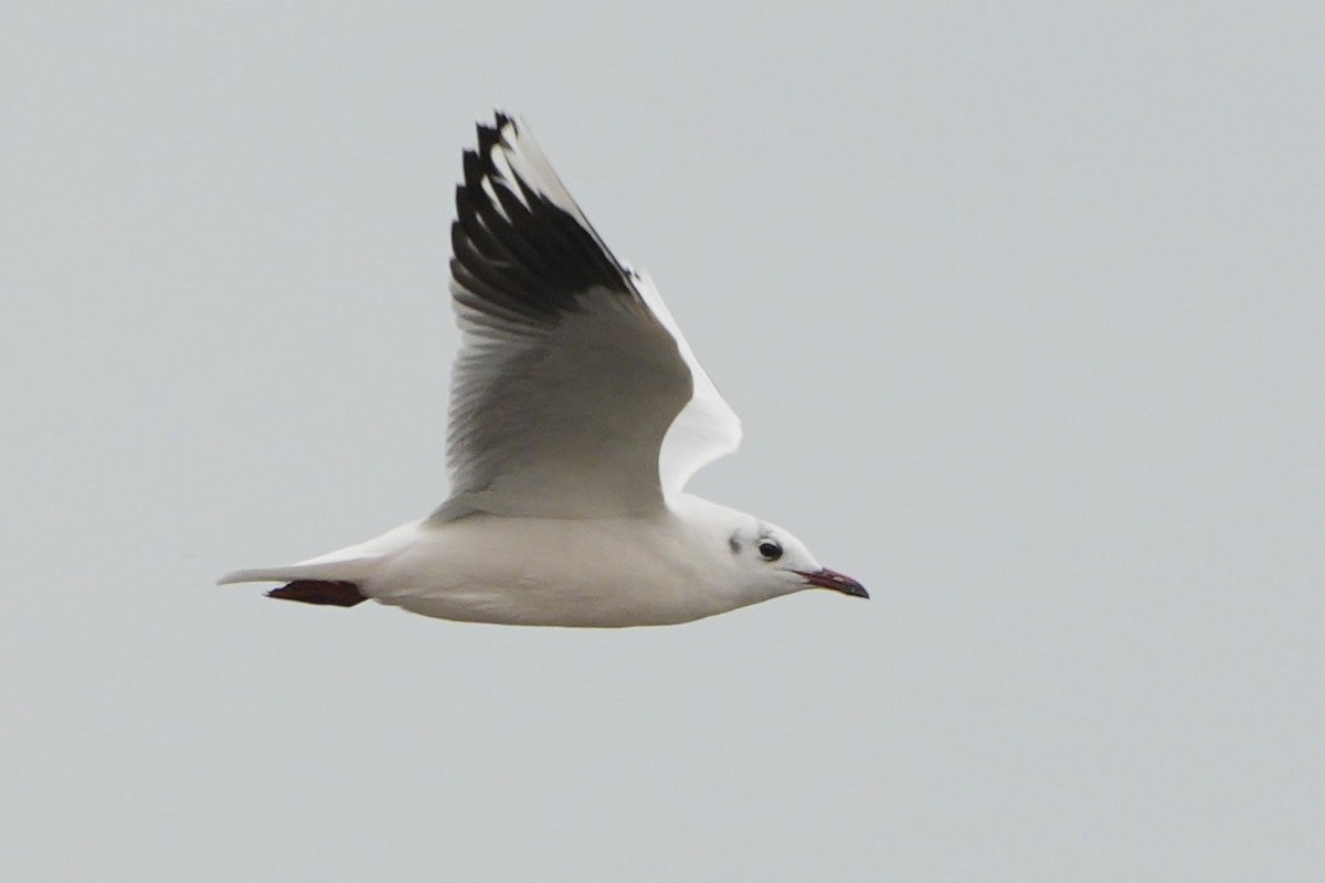 Brown-hooded Gull - Jorge Claudio Schlemmer