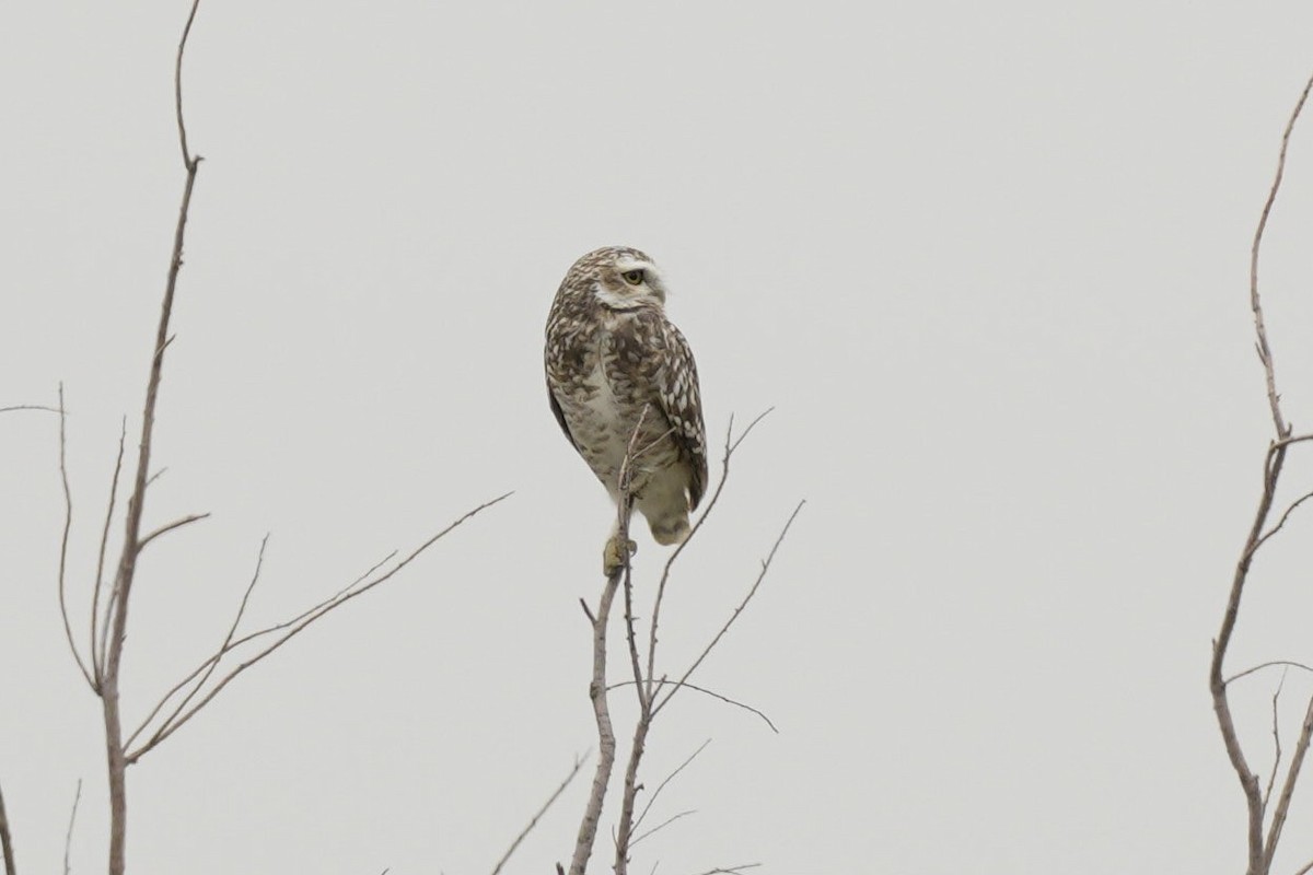 Burrowing Owl - ML563990621