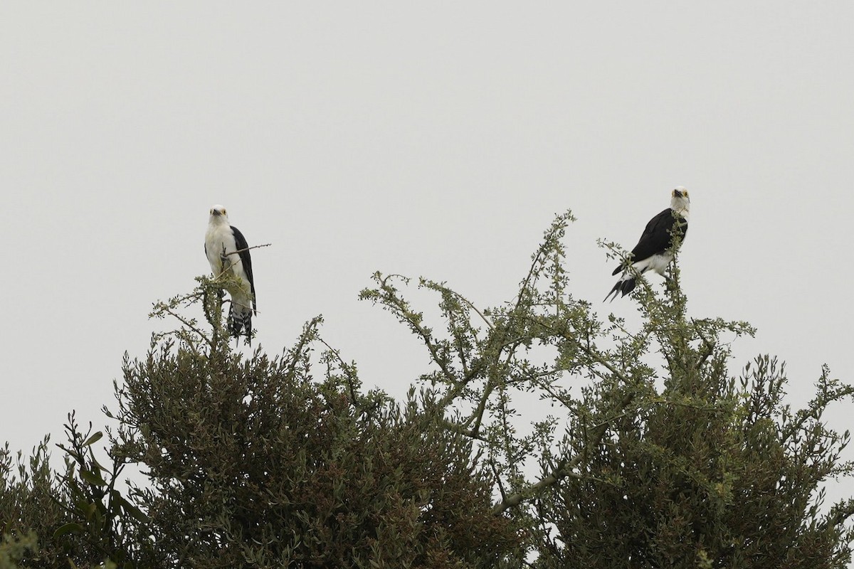 White Woodpecker - ML563990681